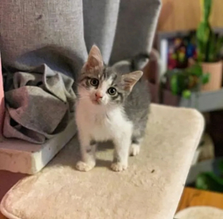 Illustration de l'article : Le parcours émouvant d'un chaton errant maigre et malade en quête d'un foyer chaleureux