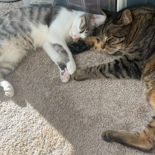 Illustration de l'article : Le parcours émouvant d'un chaton errant maigre et malade en quête d'un foyer chaleureux