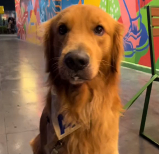 Illustration de l'article : L'astuce hilarante d'un chien pour prolonger ses visites au parc et mettre sa maîtresse dans l'embarras (vidéo)