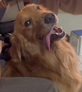 Illustration de l'article : L'astuce hilarante d'un chien pour prolonger ses visites au parc et mettre sa maîtresse dans l'embarras (vidéo)