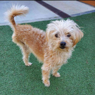 Illustration de l'article : Amputée, ce chien qui a frôlé la mort vit aujourd’hui une vie de star 