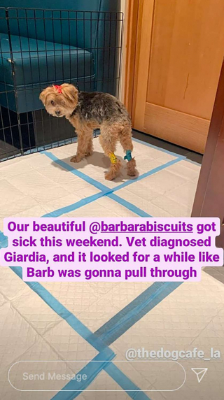 Illustration de l'article : Amputée, ce chien qui a frôlé la mort vit aujourd’hui une vie de star 