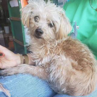 Illustration de l'article : Amputée, ce chien qui a frôlé la mort vit aujourd’hui une vie de star 