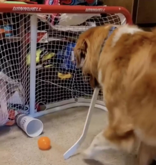 Illustration de l'article : Un chien fait sensation sur les réseaux sociaux en affichant ses talents de hockeyeur (vidéo)