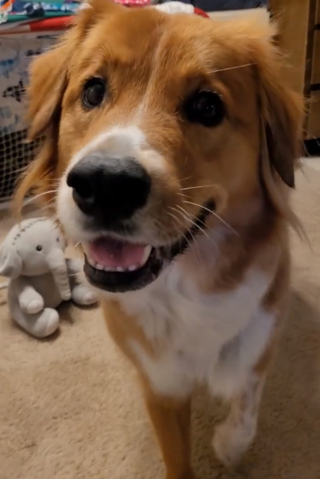 Illustration de l'article : Un chien fait sensation sur les réseaux sociaux en affichant ses talents de hockeyeur (vidéo)