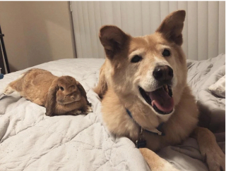 Illustration de l'article : 12 chiens et chats qui dépassent les barrières des espèces