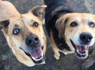 Illustration de l'article : 12 chiens et chats qui dépassent les barrières des espèces