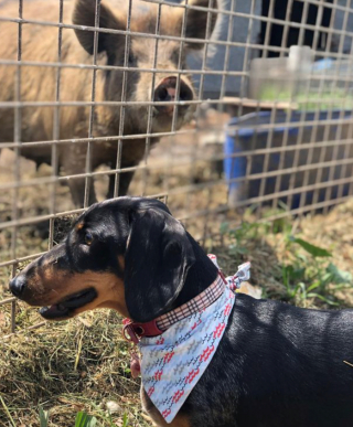 Illustration de l'article : 12 chiens et chats qui dépassent les barrières des espèces