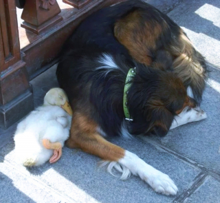 Illustration de l'article : 12 chiens et chats qui dépassent les barrières des espèces