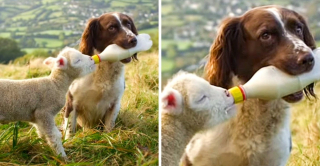 Illustration de l'article : 12 chiens et chats qui dépassent les barrières des espèces