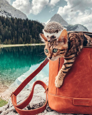 Illustration de l'article : 12 chiens et chats qui dépassent les barrières des espèces