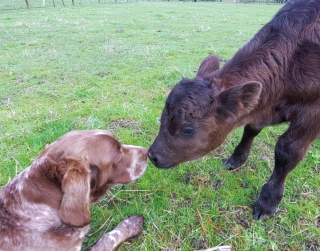 Illustration de l'article : 12 chiens et chats qui dépassent les barrières des espèces