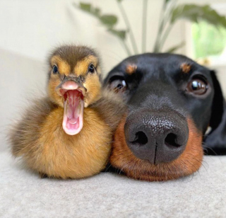 Illustration de l'article : 12 chiens et chats qui dépassent les barrières des espèces