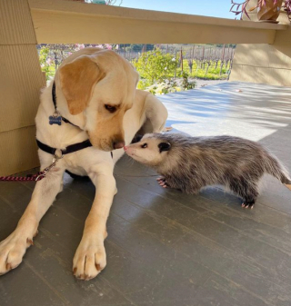 Illustration de l'article : 12 chiens et chats qui dépassent les barrières des espèces