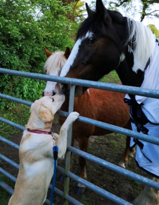 Illustration de l'article : 12 chiens et chats qui dépassent les barrières des espèces