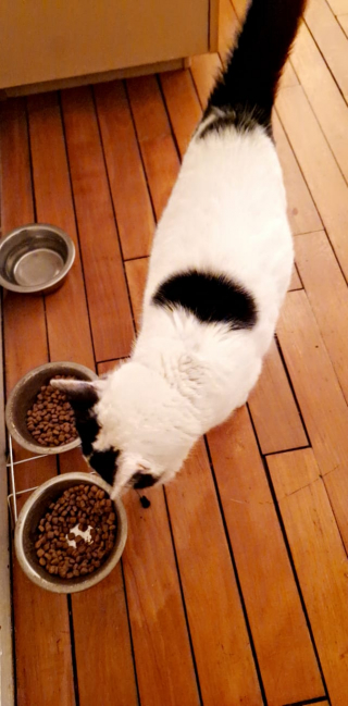 Illustration de l'article : Cette chatte revient toute seule chez elle après avoir disparu pendant 2 années