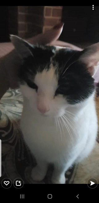 Illustration de l'article : Cette chatte revient toute seule chez elle après avoir disparu pendant 2 années