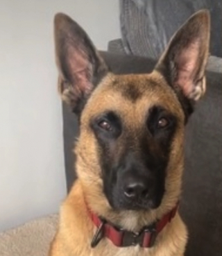 Illustration de l'article : Ce Malinois jugé « effrayant » est le plus heureux lorsqu’il rencontre son tout premier ami (vidéo)