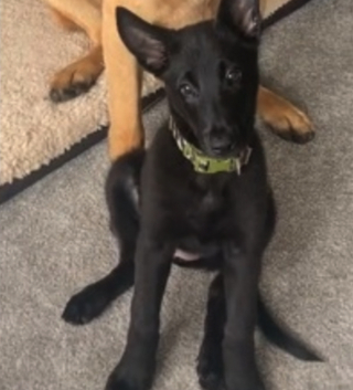 Illustration de l'article : Ce Malinois jugé « effrayant » est le plus heureux lorsqu’il rencontre son tout premier ami (vidéo)
