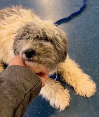 Illustration de l'article : L'histoire poignante de Quinn, chien traumatisé par un élevage intensif et en quête d'amour et de sécurité