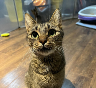 Illustration de l'article : Une âme bienveillante se donne pour mission de réunir une chatte et le chaton qu'elle rejetait