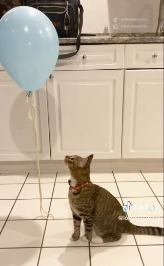 Illustration de l'article : Depuis qu’on lui a offert un ballon de baudruche, ce chat ne le lâche plus ! (vidéo)