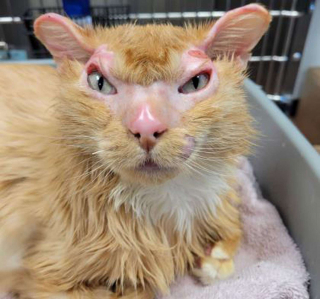 Illustration de l'article : Après avoir survécu à une tempête de neige, à un incendie et à des mois d’errance, ce chat aspire à une vie plus calme 