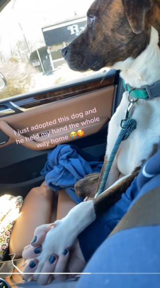 Illustration de l'article : Le touchant geste d'affection de Loki envers sa nouvelle maman après son adoption (vidéo)