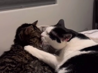 Illustration de l'article : Les adieux poignants d'une femme à son chat gravement malade après une vie d'aventures et de découvertes (vidéo)