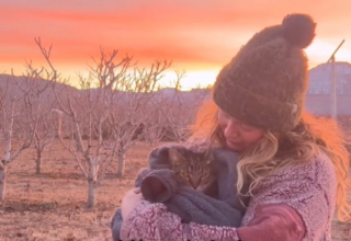 Illustration de l'article : Les adieux poignants d'une femme à son chat gravement malade après une vie d'aventures et de découvertes (vidéo)