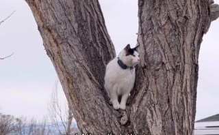 Illustration de l'article : Les adieux poignants d'une femme à son chat gravement malade après une vie d'aventures et de découvertes (vidéo)