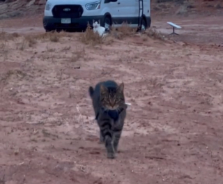 Illustration de l'article : Les adieux poignants d'une femme à son chat gravement malade après une vie d'aventures et de découvertes (vidéo)