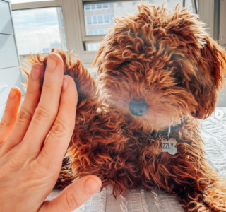 Illustration de l'article : Le mystère des cadeaux nocturnes pour Grizzly, le chien sociable du quartier