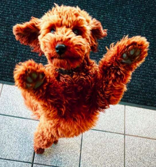 Illustration de l'article : Le mystère des cadeaux nocturnes pour Grizzly, le chien sociable du quartier
