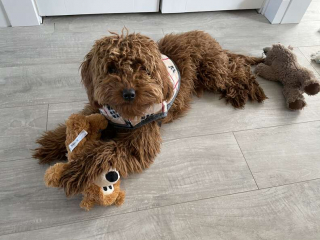 Illustration de l'article : Le mystère des cadeaux nocturnes pour Grizzly, le chien sociable du quartier