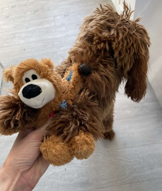 Illustration de l'article : Le mystère des cadeaux nocturnes pour Grizzly, le chien sociable du quartier