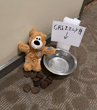 Illustration de l'article : Le mystère des cadeaux nocturnes pour Grizzly, le chien sociable du quartier