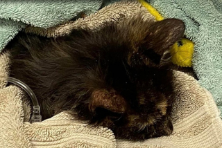 Illustration de l'article : La métamorphose impressionnante de Lena, chatte malade dont les chances de survie semblaient minces