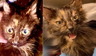 Illustration de l'article : La métamorphose impressionnante de Lena, chatte malade dont les chances de survie semblaient minces