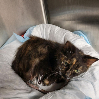 Illustration de l'article : La métamorphose impressionnante de Lena, chatte malade dont les chances de survie semblaient minces