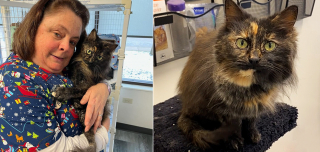 Illustration de l'article : La métamorphose impressionnante de Lena, chatte malade dont les chances de survie semblaient minces
