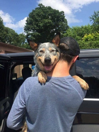 Illustration de l'article : 20 chiens et chats qui expriment pleinement leur joie après avoir été adoptés