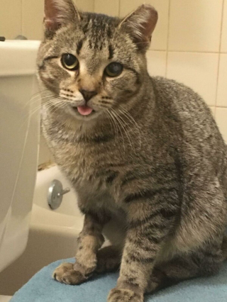 Illustration de l'article : 20 chiens et chats qui expriment pleinement leur joie après avoir été adoptés