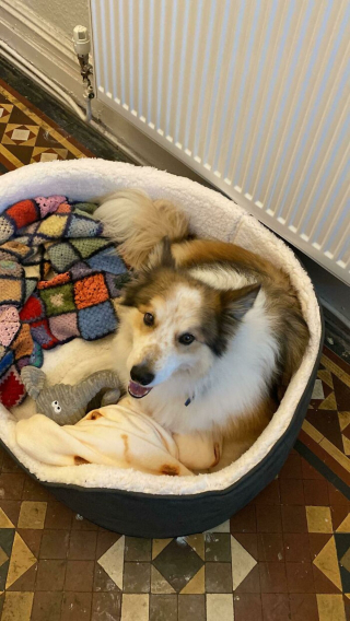 Illustration de l'article : 20 chiens et chats qui expriment pleinement leur joie après avoir été adoptés