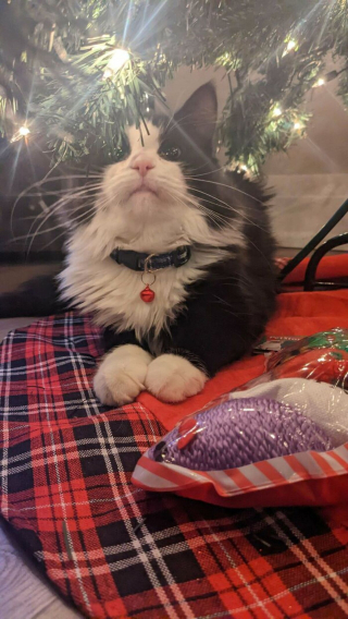 Illustration de l'article : 20 chiens et chats qui expriment pleinement leur joie après avoir été adoptés