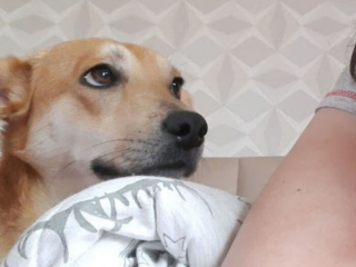 Illustration de l'article : 20 chiens et chats qui expriment pleinement leur joie après avoir été adoptés