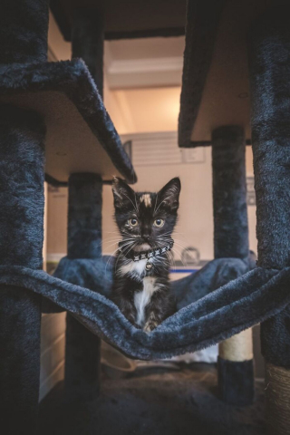 Illustration de l'article : 20 chiens et chats qui expriment pleinement leur joie après avoir été adoptés