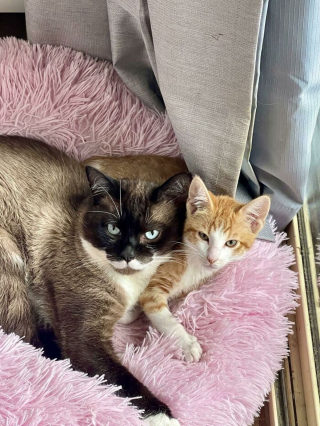 Illustration de l'article : 20 chiens et chats qui expriment pleinement leur joie après avoir été adoptés