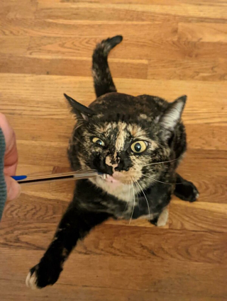 Illustration de l'article : 20 chiens et chats qui expriment pleinement leur joie après avoir été adoptés