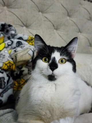 Illustration de l'article : 20 chiens et chats qui expriment pleinement leur joie après avoir été adoptés